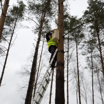 Zdjęcie: ornitolog montuje budkę dla ptaka.