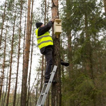 Zdjęcie: ornitolog montuje budkę dla ptaka.